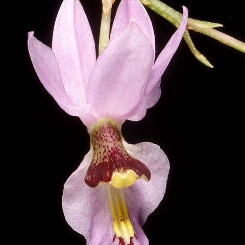 Barkeria whartoniana unspecified picture