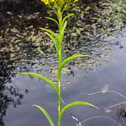 Solidago riddellii unspecified picture