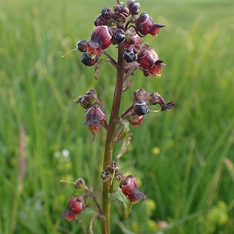 Scrophularia ilwensis unspecified picture