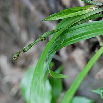 Carex pachygyna unspecified picture