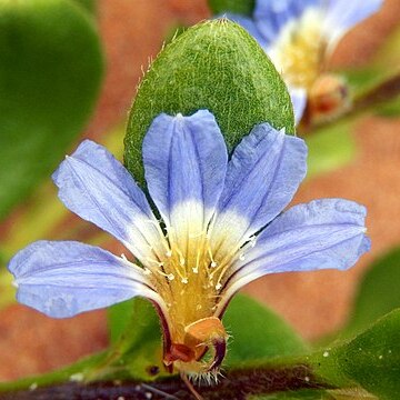 Scaevola calendulacea unspecified picture