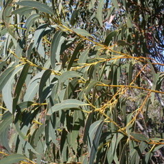 Eucalyptus luehmanniana unspecified picture