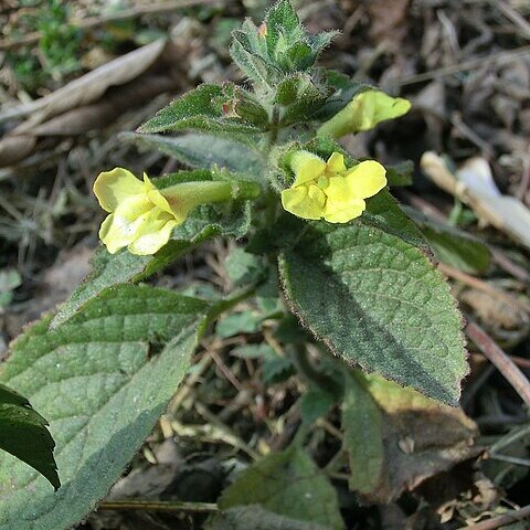 Lindenbergia grandiflora unspecified picture