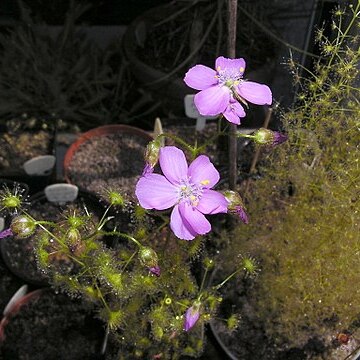 Drosera stricticaulis unspecified picture