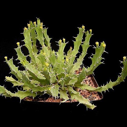 Euphorbia brevitorta unspecified picture