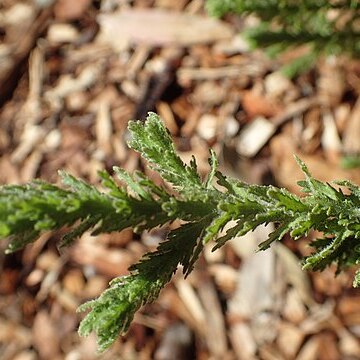 Eremophila pinnatifida unspecified picture