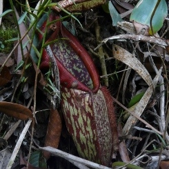 Nepenthes mapuluensis unspecified picture