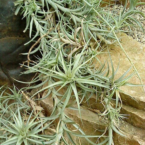 Tillandsia incarnata unspecified picture