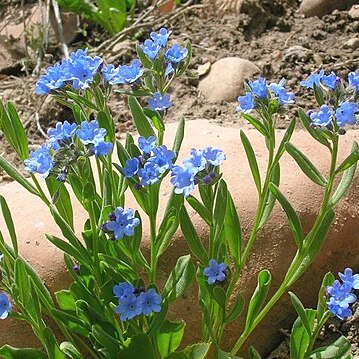 Mertensia brevistyla unspecified picture