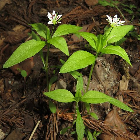 Pseudostellaria palibiniana unspecified picture