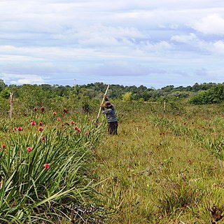 Guacamaya superba unspecified picture