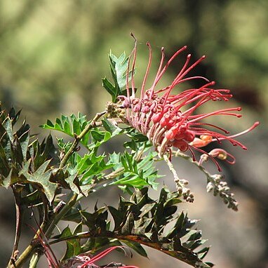 Grevillea bipinnatifida unspecified picture