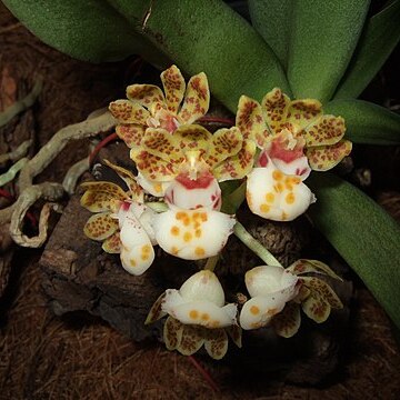 Gastrochilus hainanensis unspecified picture