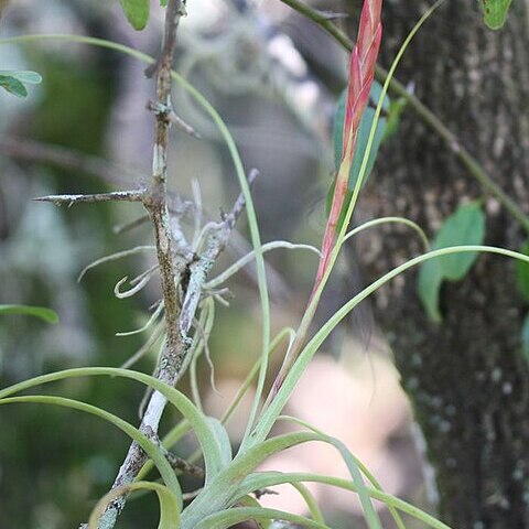 Tillandsia balbisiana unspecified picture