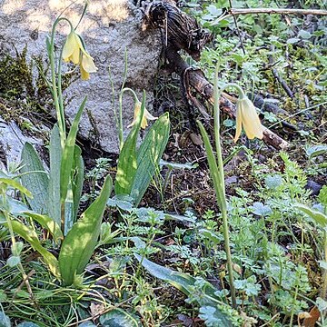 Fritillaria enginiana unspecified picture