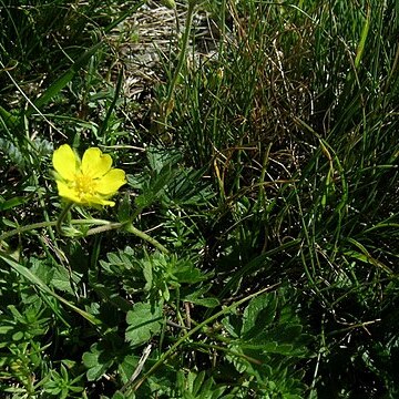 Potentilla multifida unspecified picture