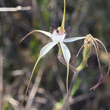 Caladenia longicauda subsp. rigidula unspecified picture