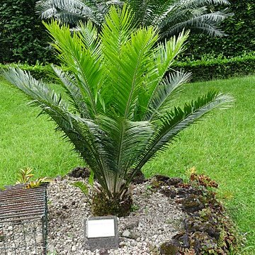 Encephalartos aplanatus unspecified picture