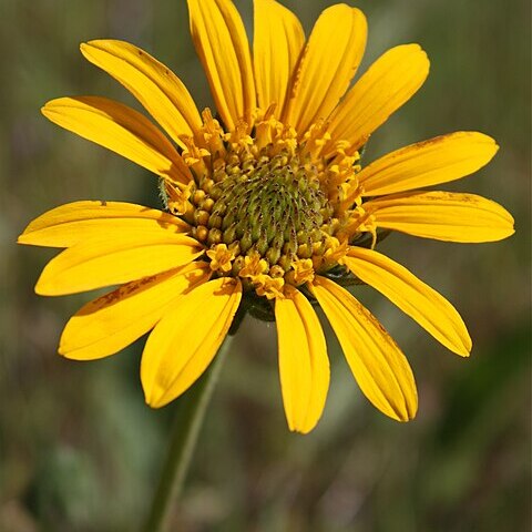 Helianthella californica unspecified picture