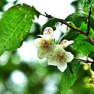 Philadelphus schrenkii unspecified picture