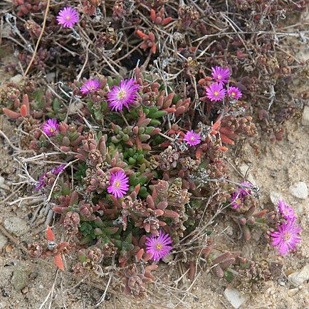 Delosperma aberdeenense unspecified picture