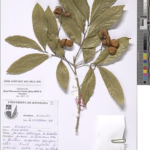 Harpullia cupanioides unspecified picture