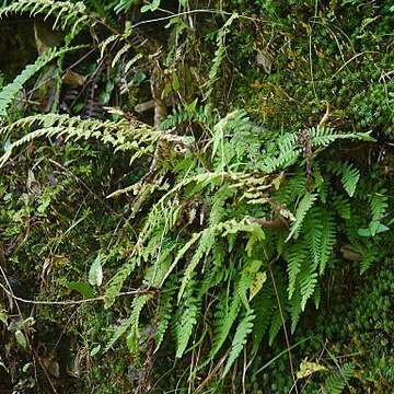 Dennstaedtia hirsuta unspecified picture