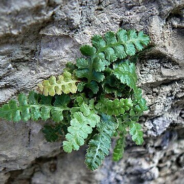 Asplenium jahandiezii unspecified picture