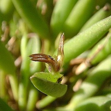 Anathallis guimaraensii unspecified picture