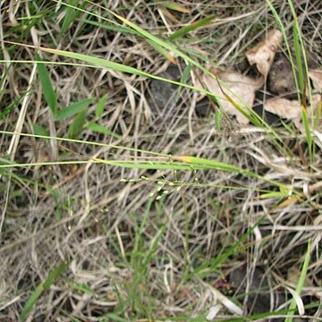 Panicum linearifolium unspecified picture