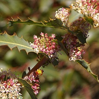 Hakea amplexicaulis unspecified picture