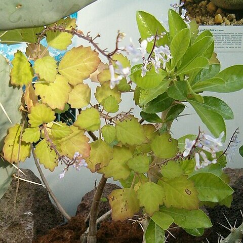 Plectranthus ernstii unspecified picture