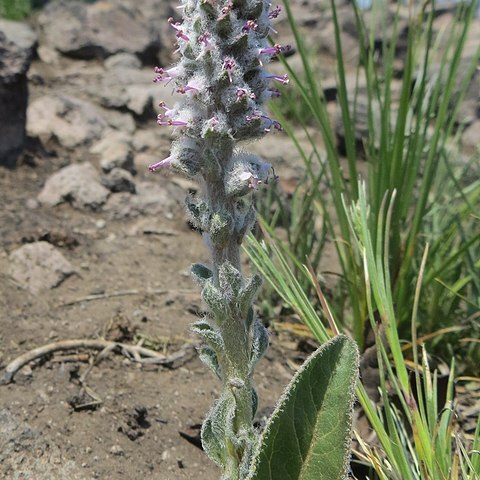 Veronica plantaginea unspecified picture