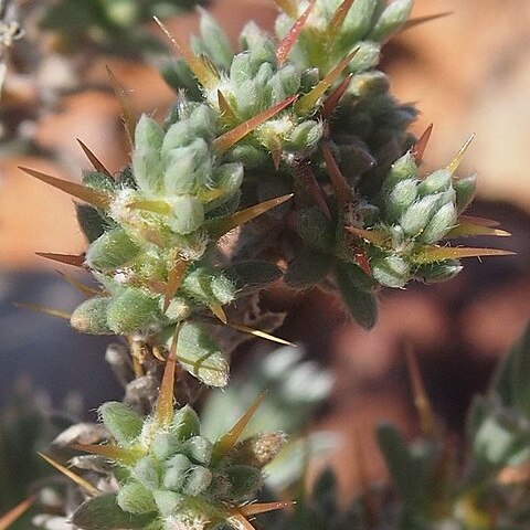 Sclerolaena patenticuspis unspecified picture