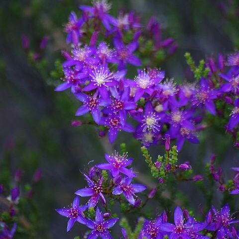 Calytrix leschenaultii unspecified picture