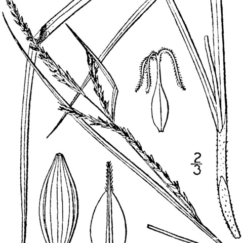 Carex aestivalis unspecified picture