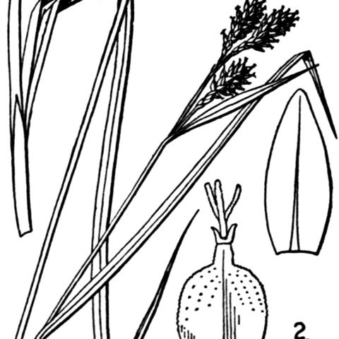 Carex atratiformis unspecified picture