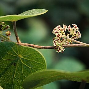 Stephania abyssinica var. tomentella unspecified picture