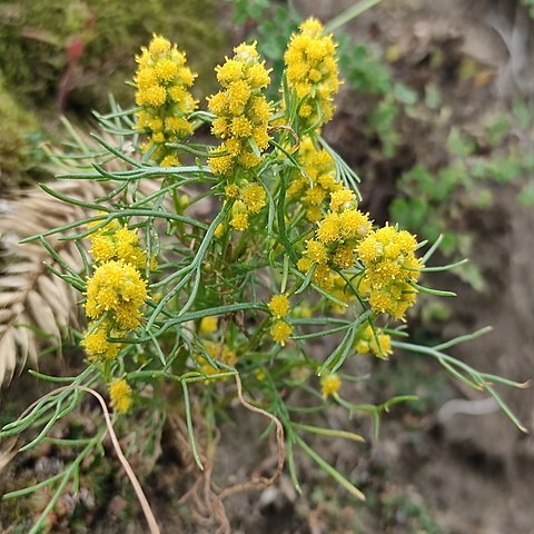 Artemisia palustris unspecified picture