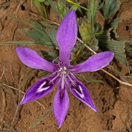 Babiana flabellifolia unspecified picture