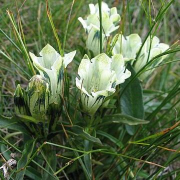 Gentiana frigida unspecified picture