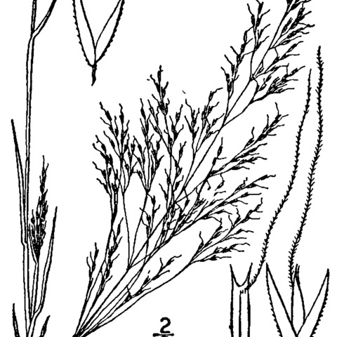 Agrostis elliotiana unspecified picture