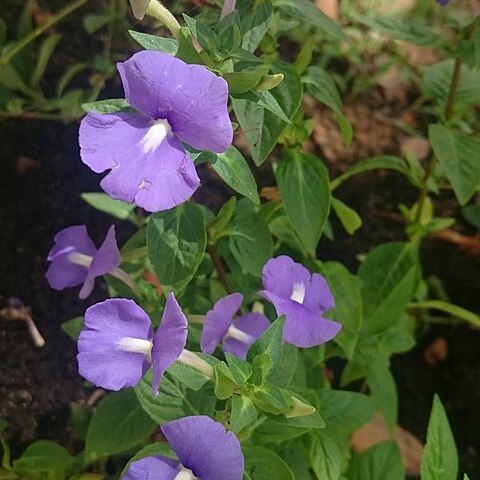 Achetaria azurea unspecified picture