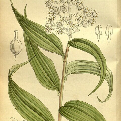 Maianthemum paniculatum unspecified picture