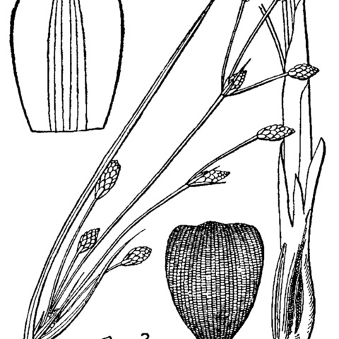 Fimbristylis spadicea unspecified picture