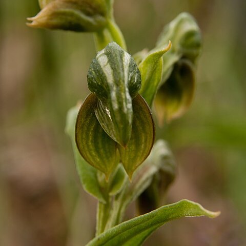 Pterostylis vittata unspecified picture