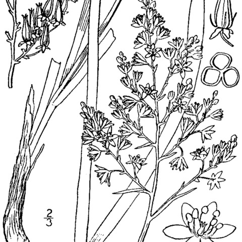 Stenanthium leimanthoides unspecified picture