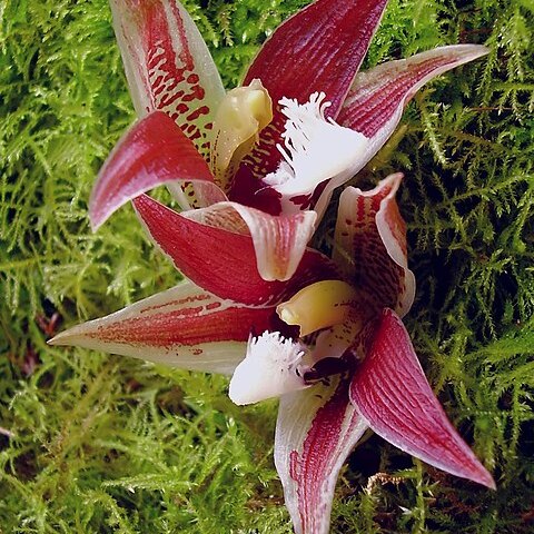 Paphinia lindeniana unspecified picture