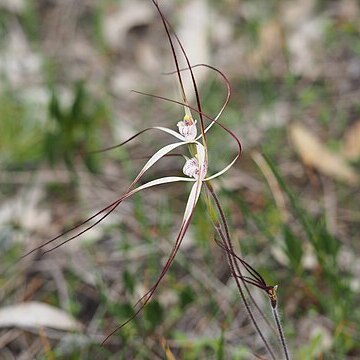 Caladenia pendens subsp. talbotii unspecified picture