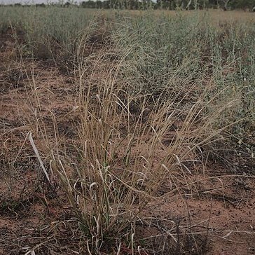 Panicum laevinode unspecified picture